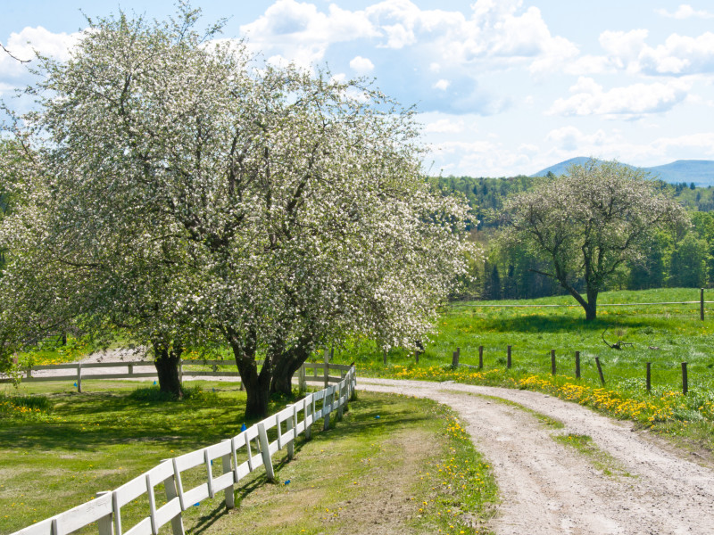 Road through an old orchard in spring