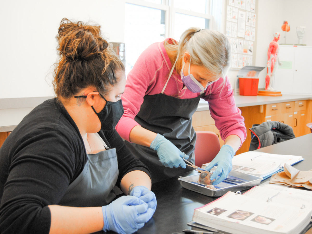 Two students work on a dissection project in an anatomy and physiology class.